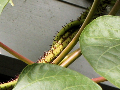 Ipomoea lambii