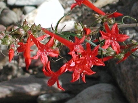 Ipomopsis rubra