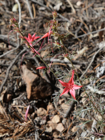 Ipomopsis rubra