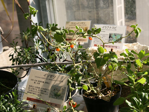 Solanum miyakojimense