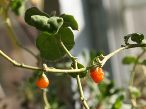 Solanum miyakojimense