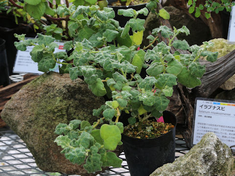 Solanum miyakojimense