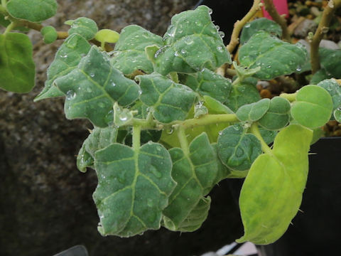 Solanum miyakojimense