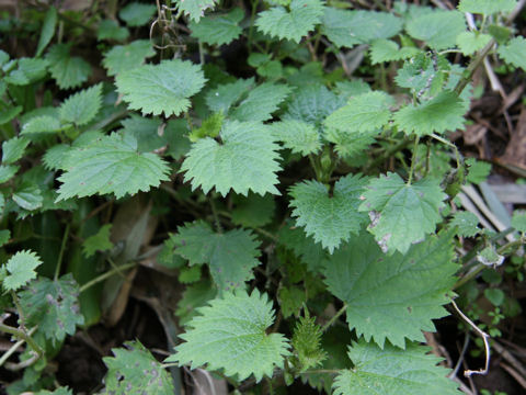 Urtica thunbergiana