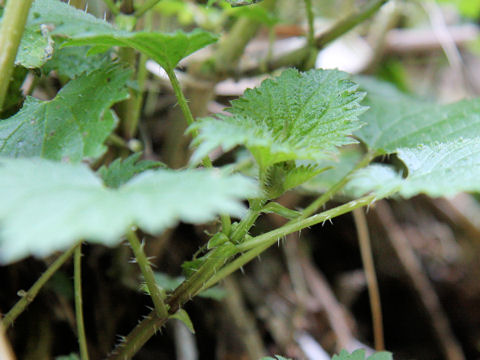 Urtica thunbergiana