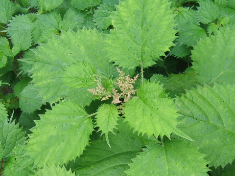 Urtica thunbergiana