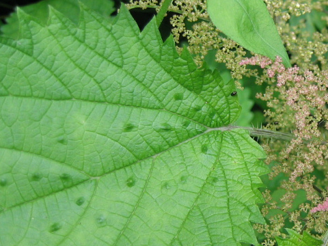 Urtica thunbergiana