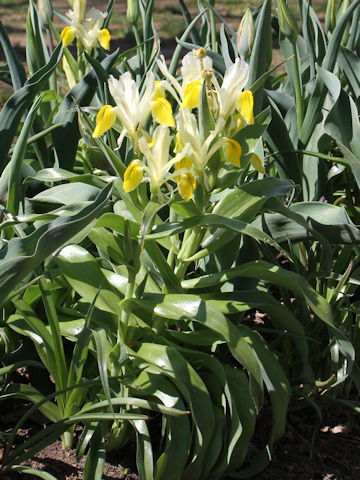 Iris bucharica