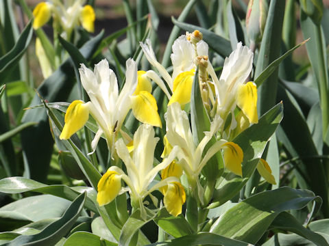 Iris bucharica