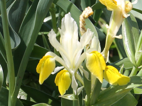 Iris bucharica