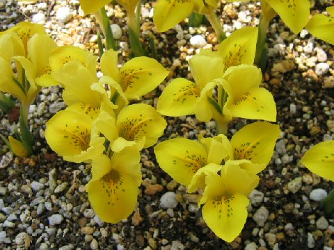 Iris danfordiae