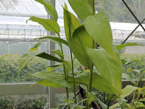 Alpinia flabellata