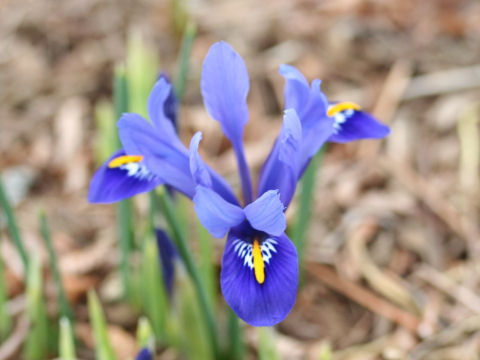 Iris reticulata