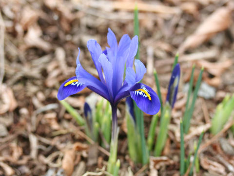 Iris reticulata