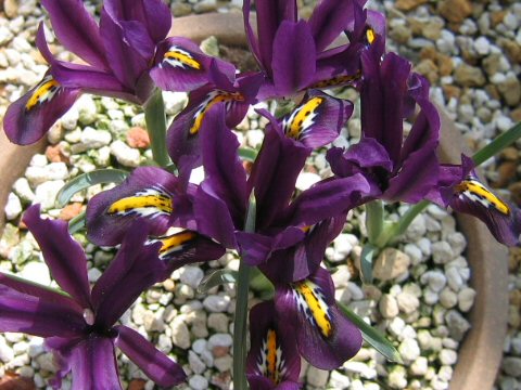 Iris reticulata