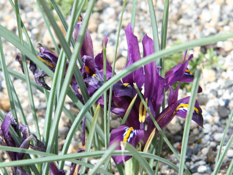 Iris reticulata