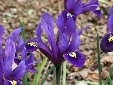 Iris reticulata