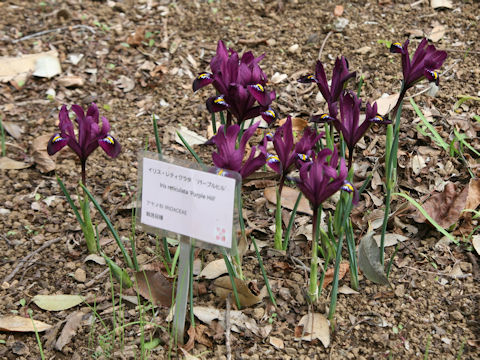 Iris reticulata