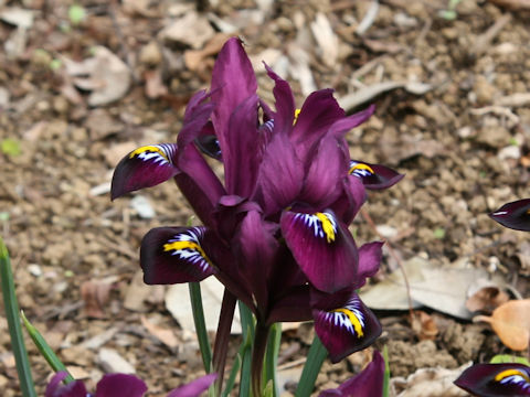 Iris reticulata