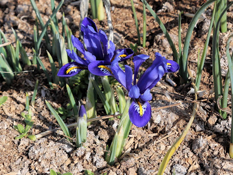 Iris reticulata