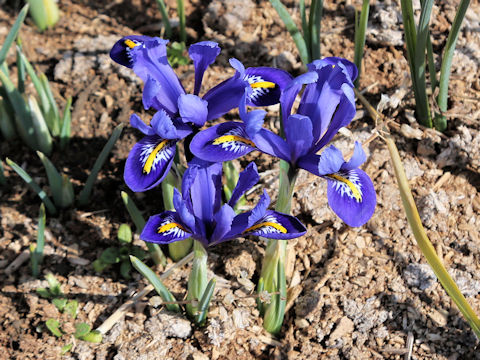 Iris reticulata