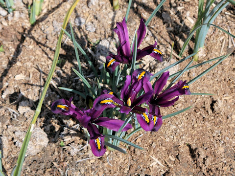 Iris reticulata