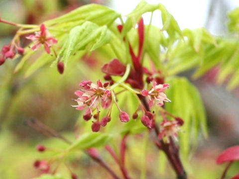 Acer palmatum