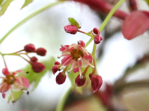 Acer palmatum