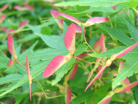 Acer palmatum