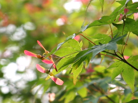 Acer palmatum