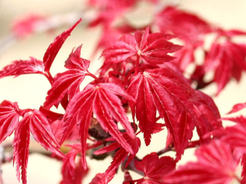 Acer palmatum cv.