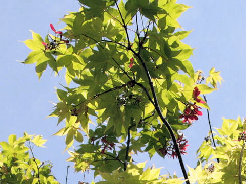 Acer palmatum cv. O sakazuki