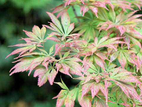 Acer palmatum