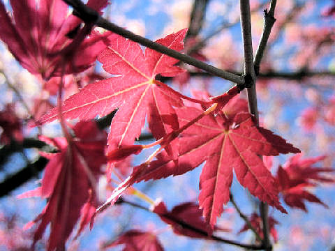 Acer palmatum cv. Beni sengoku