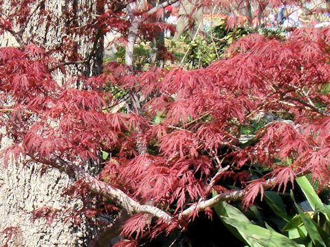 Acer palmatum