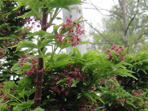 Acer palmatum cv. Shishigashira