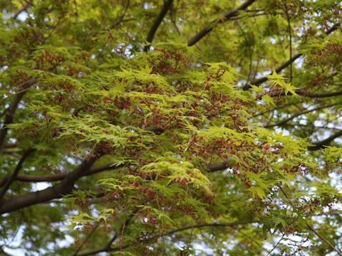 Acer palmatum