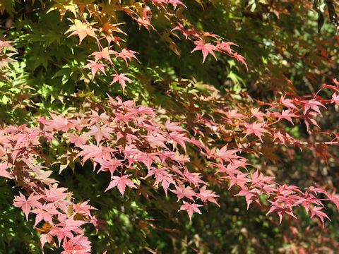 Acer palmatum