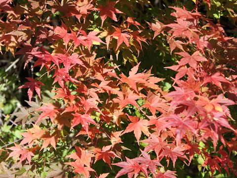 Acer palmatum