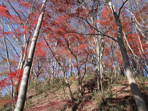 Acer palmatum