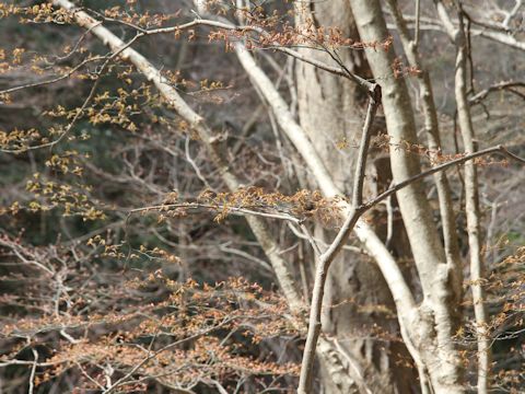 Acer palmatum