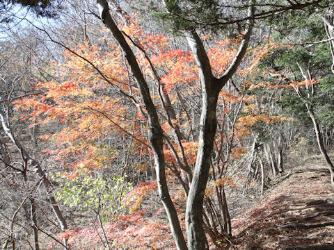 Acer palmatum