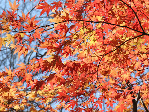 Acer palmatum