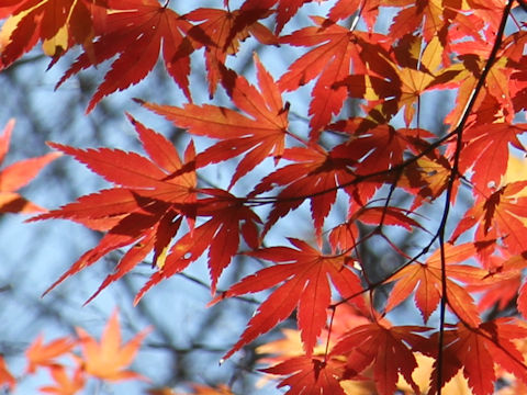 Acer palmatum