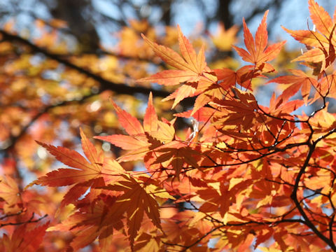 Acer palmatum