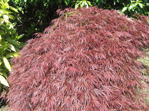 Acer palmatum