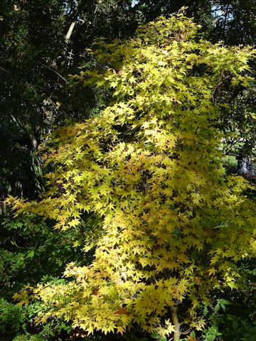 Acer palmatum