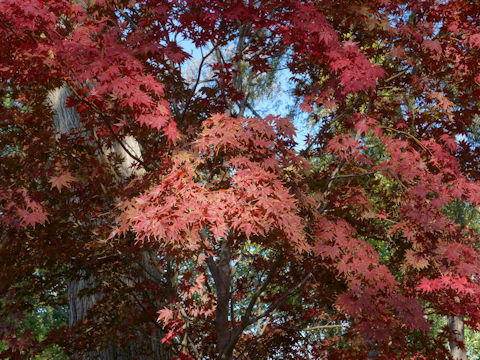 Acer palmatum