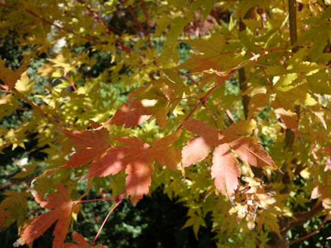 Acer palmatum