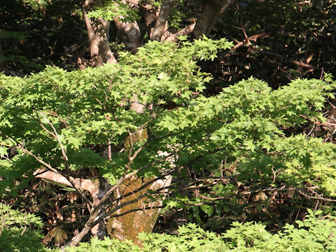 Acer palmatum